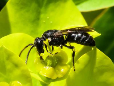  Hylaeus brevicornis Nylander, 1852