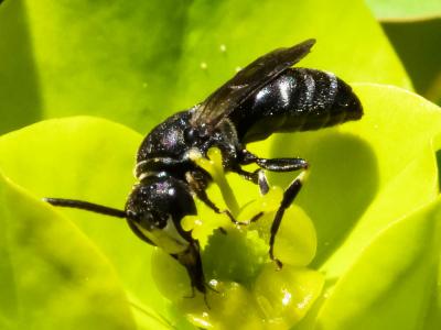  Hylaeus brevicornis Nylander, 1852