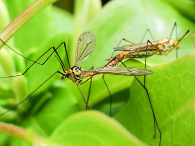 Cousins Tipulidae Latreille, 1802