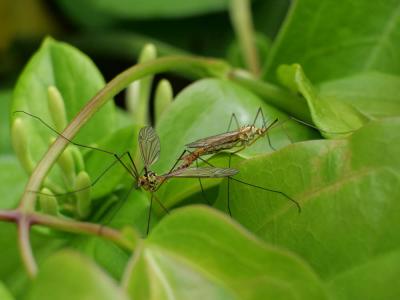 Cousins Tipulidae Latreille, 1802