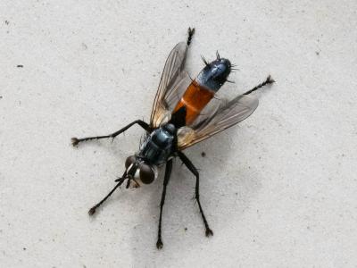  Cylindromyia brassicaria (Fabricius, 1775)