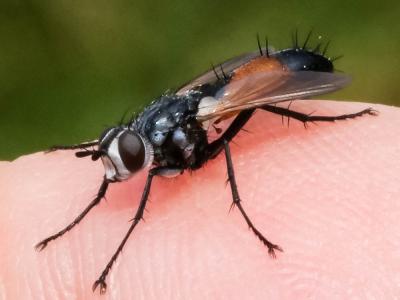  Cylindromyia brassicaria (Fabricius, 1775)