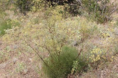 Peucédan de Corse, Peucédan paniculé Peucedanum paniculatum Loisel., 1807