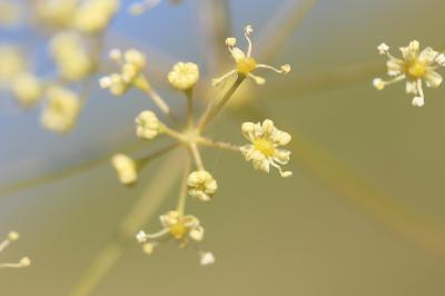 Peucédan de Corse, Peucédan paniculé Peucedanum paniculatum Loisel., 1807