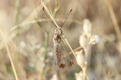  Deleproctophylla australis (Fabricius, 1787)