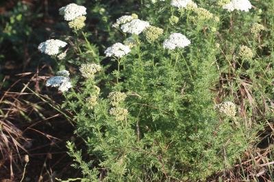Achillée de Ligurie Achillea ligustica All., 1773