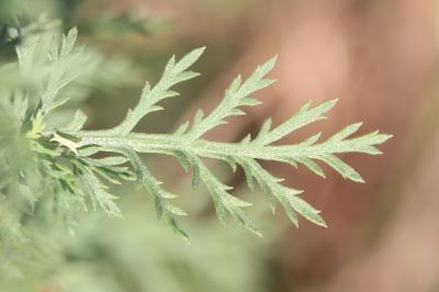 Achillée de Ligurie Achillea ligustica All., 1773