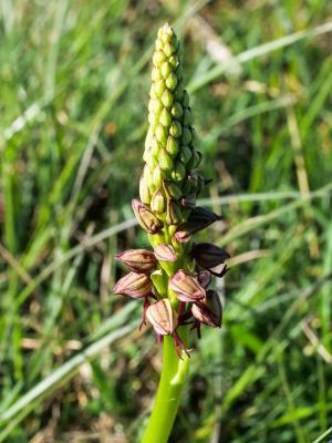 Orchis homme pendu, Acéras homme pendu, Porte-Homm Orchis anthropophora (L.) All., 1785