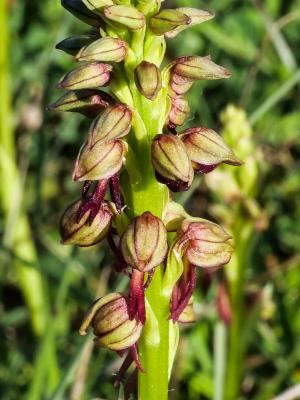 Orchis homme pendu, Acéras homme pendu, Porte-Homm Orchis anthropophora (L.) All., 1785