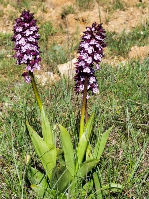 Orchis pourpre, Grivollée Orchis purpurea Huds., 1762