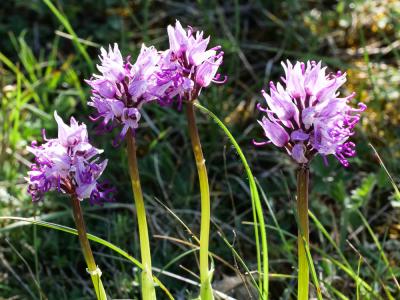 Orchis singe Orchis simia Lam., 1779