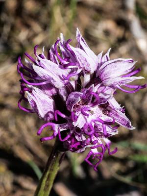 Orchis singe Orchis simia Lam., 1779