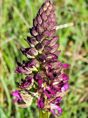 Orchis Orchis x angusticruris Franch. ex Rouy, 1912