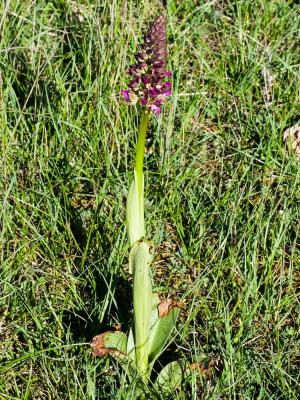 Orchis Orchis x angusticruris Franch. ex Rouy, 1912