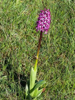 Orchis Orchis x angusticruris Franch. ex Rouy, 1912