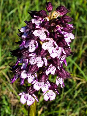 Orchis pourpre, Grivollée Orchis purpurea Huds., 1762