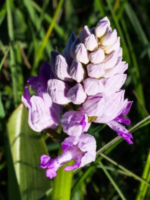 Orchis militaire, Casque militaire, Orchis casqué Orchis militaris L., 1753