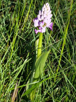 Orchis militaire, Casque militaire, Orchis casqué Orchis militaris L., 1753
