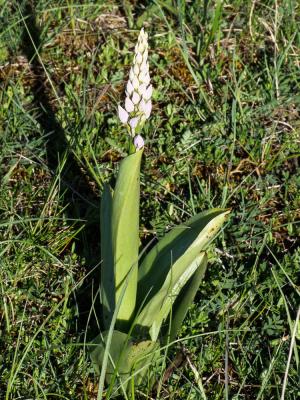 Orchis militaire, Casque militaire, Orchis casqué Orchis militaris L., 1753