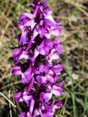 Orchis mâle, Herbe à la couleuvre Orchis mascula (L.) L., 1755