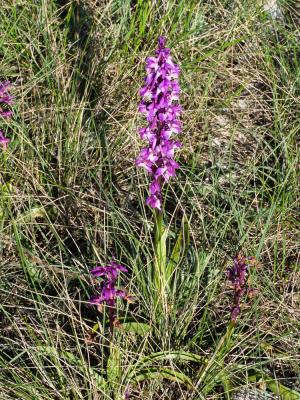Orchis mâle, Herbe à la couleuvre Orchis mascula (L.) L., 1755