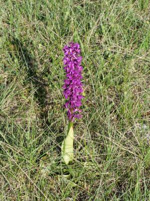 Orchis mâle, Herbe à la couleuvre Orchis mascula (L.) L., 1755