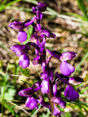 Orchis bouffon Anacamptis morio (L.) R.M.Bateman, Pridgeon & M.W.Chase, 1997
