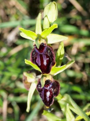 Ophrys de la passion Ophrys passionis Sennen, 1926