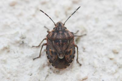  Holcogaster fibulata (Germar, 1831)