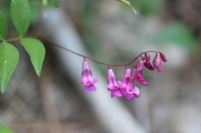 Gesse de Vénétie Lathyrus venetus (Mill.) Wohlf., 1892