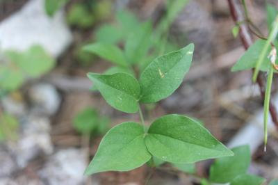 Gesse de Vénétie Lathyrus venetus (Mill.) Wohlf., 1892