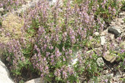 Germandrée petit-chêne, Chênette Teucrium chamaedrys L., 1753