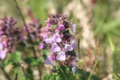 Germandrée petit-chêne, Chênette Teucrium chamaedrys L., 1753