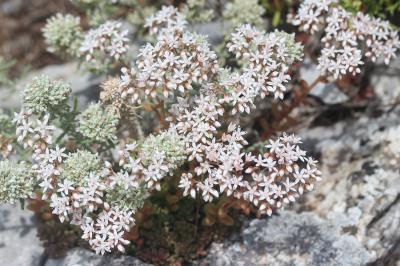 Orpin blanc Sedum album L., 1753