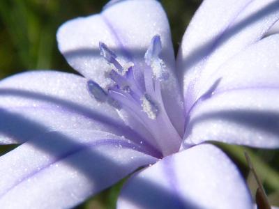 Aphyllanthe de Montpellier, Œillet-bleu-de-Montpel Aphyllanthes monspeliensis L., 1753