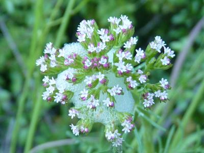 Centranthe chausse-trappe, Centranthe Chausse-trap Centranthus calcitrapae (L.) Dufr., 1811