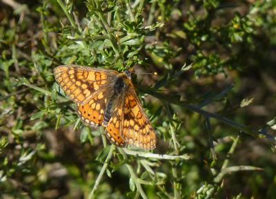 Damier de la Succise Euphydryas aurinia aurinia (Rottemburg, 1775)