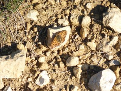 Mélitée du Plantain (La), Déesse à ceinturons (La) Melitaea cinxia (Linnaeus, 1758)