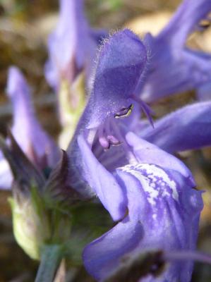 Sauge officinale Salvia officinalis L., 1753