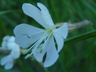 Silène d'Italie Silene italica (L.) Pers., 1805