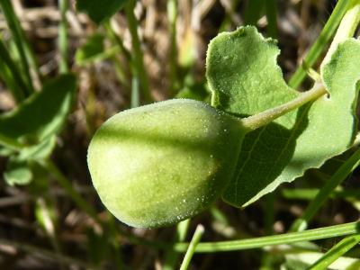 Pistoloche Aristolochia pistolochia L., 1763