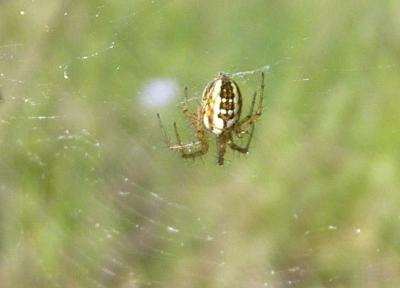 Mangore petite-bouteille Mangora acalypha (Walckenaer, 1802)