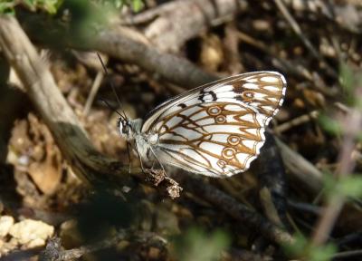 Échiquier d'Occitanie (L'), Demi-Deuil occitan (Le Melanargia occitanica (Esper, 1793)