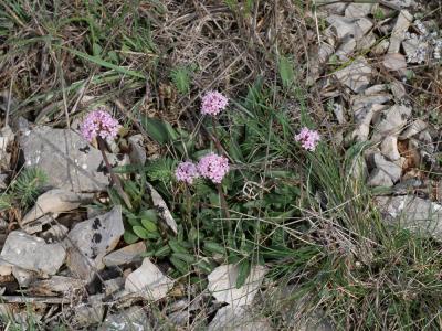 Valériane tubéreuse Valeriana tuberosa L., 1753