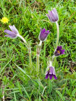Anémone pulsatille, Pulsatille vulgaire Anemone pulsatilla subsp. pulsatilla L., 1753