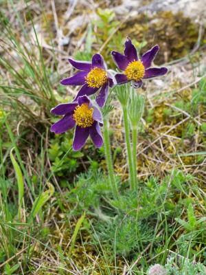 Anémone pulsatille, Pulsatille vulgaire Anemone pulsatilla subsp. pulsatilla L., 1753