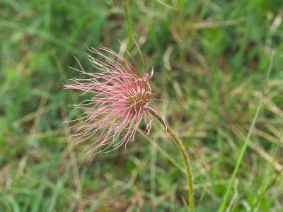 Pulsatilla vulgaris var. costeana Aichele & Schwegler, 1957
