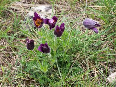  Pulsatilla vulgaris var. costeana Aichele & Schwegler, 1957