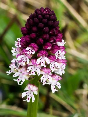Orchis brûlé Neotinea ustulata (L.) R.M.Bateman, Pridgeon & M.W.Chase, 1997