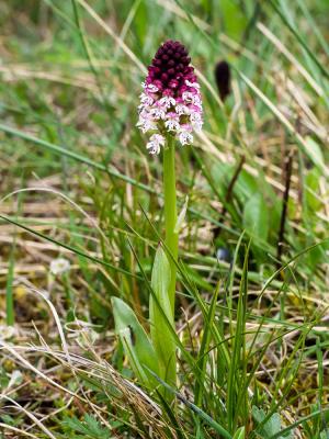 Orchis brûlé Neotinea ustulata (L.) R.M.Bateman, Pridgeon & M.W.Chase, 1997